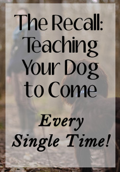 The Recall - Teaching Your Dog to Come Every Single Time
