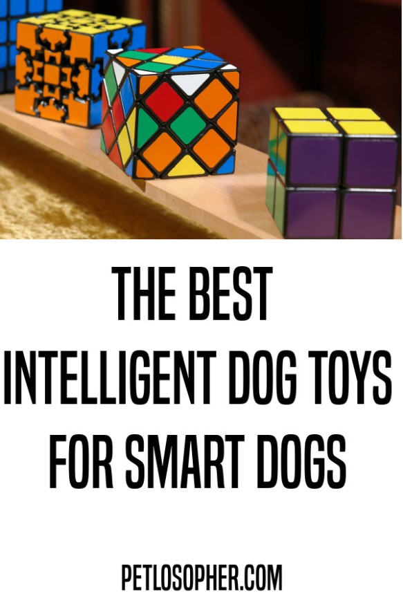 the best intelligent dog toys
