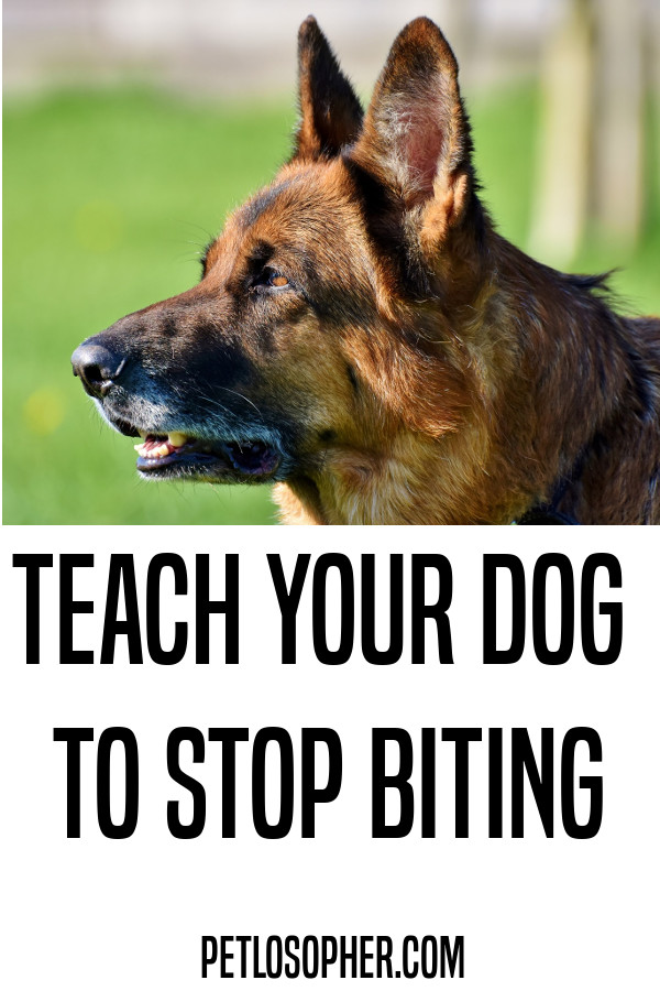 Teach your dog to stop biting