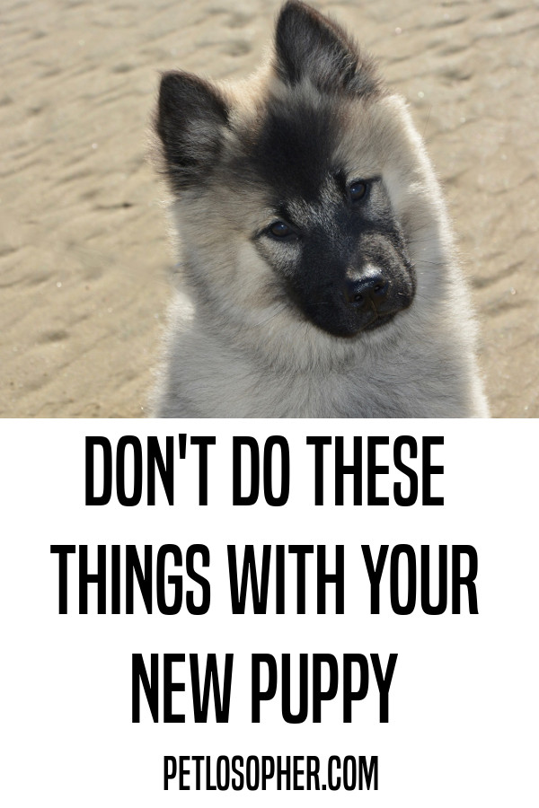 Don't do these things with your new puppy.