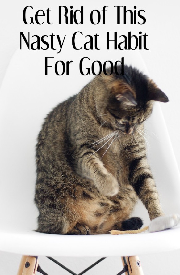 Get Rid of This Nasty Cat Habit for Good | litter box | litter box smell | litter box training | litter box training cats | litter box tips